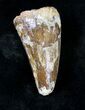 Large Cretaceous Fossil Crocodile Tooth - Morocco #19123-1